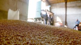 Цены на пшеницу в России стали минимальными за текущий год